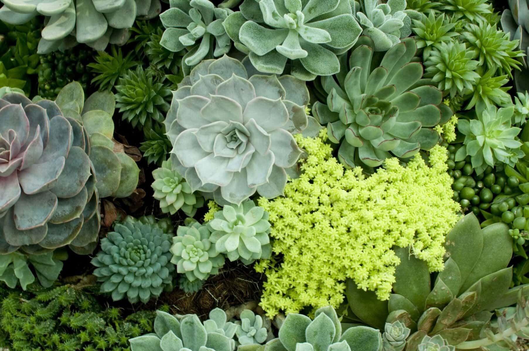 Succulent Ground Cover for a Unique Yard Feature