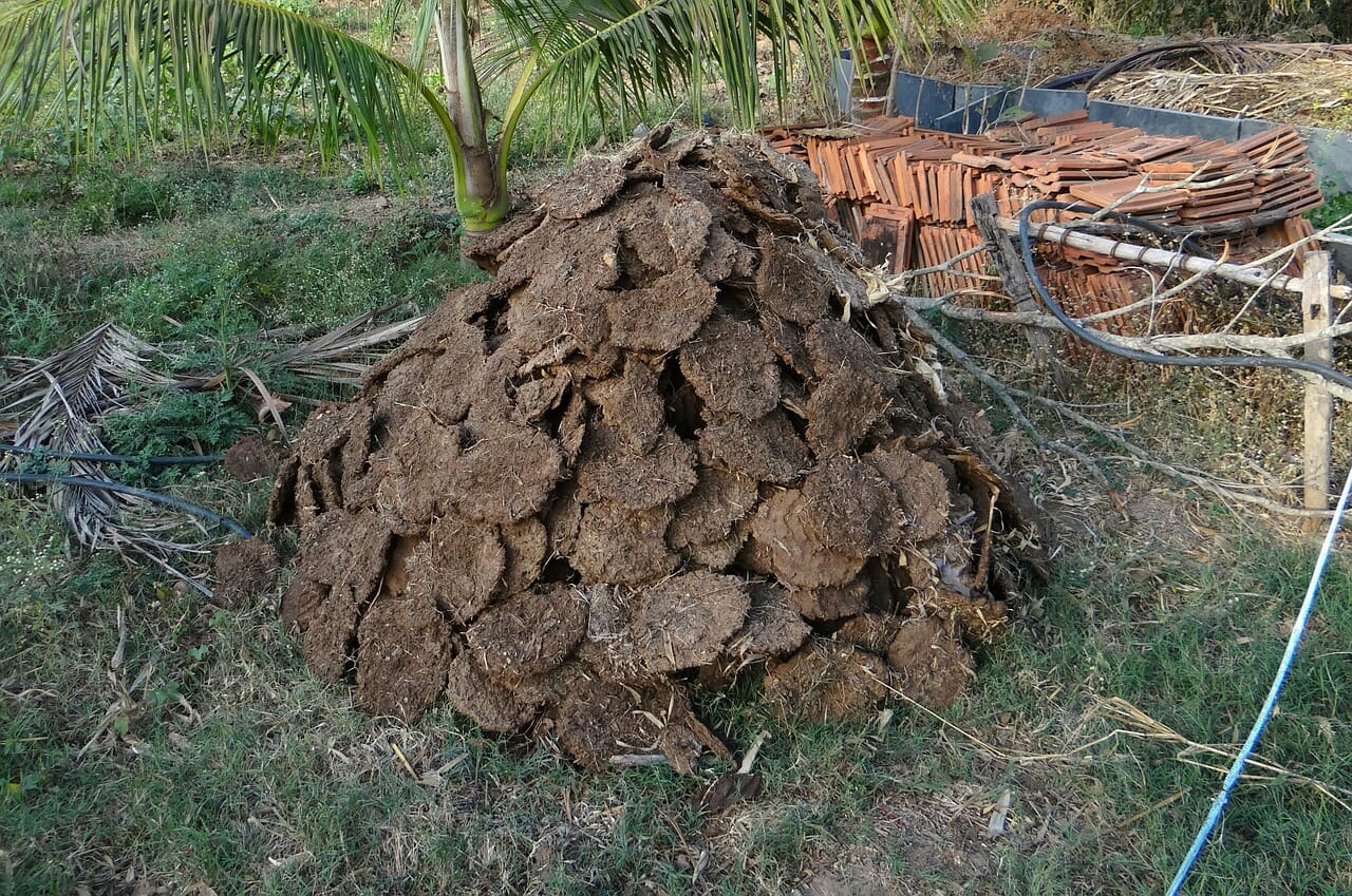 What Manure Is Best For Vegetable Gardening?