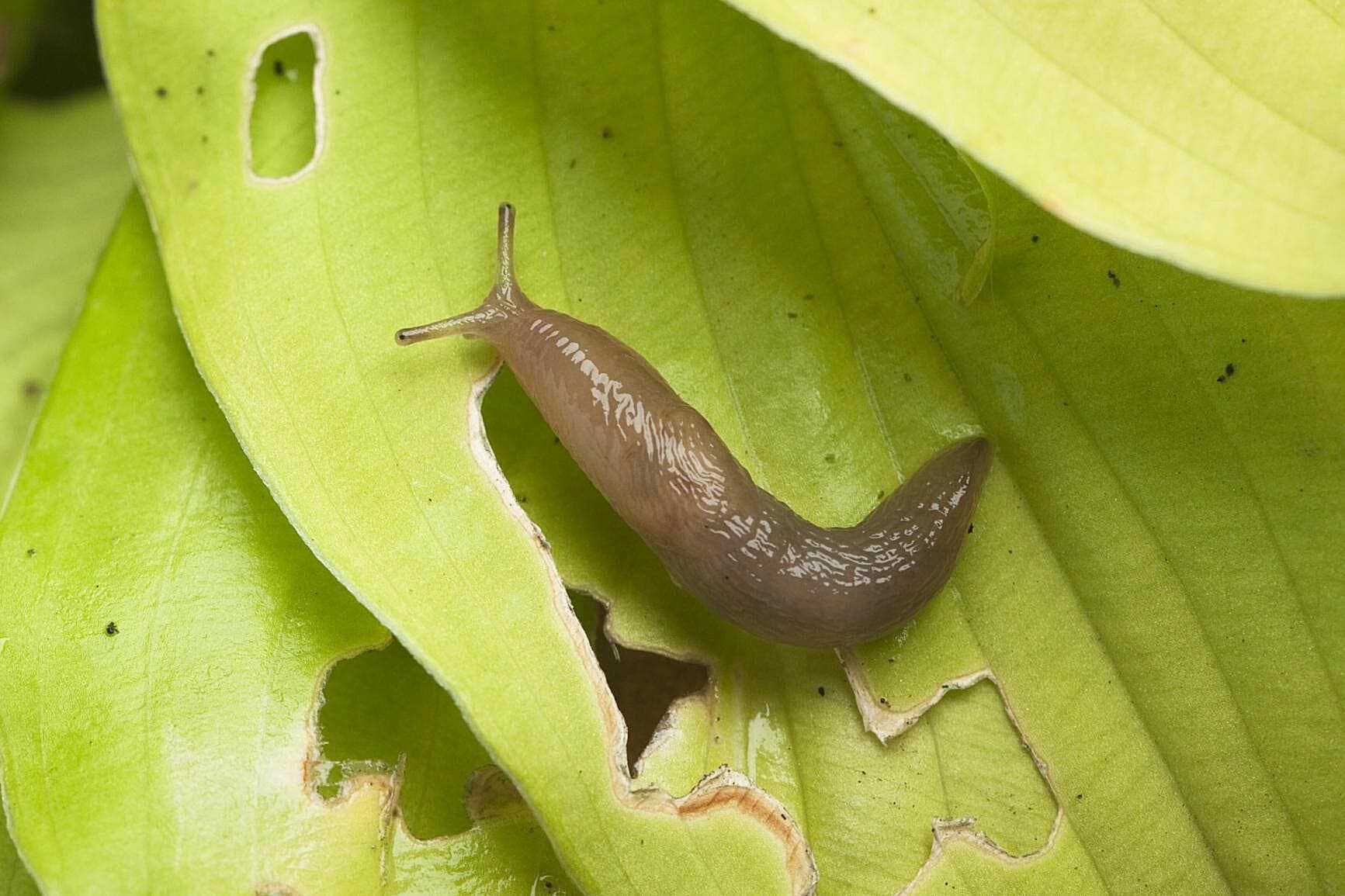 How You Can Control Slugs in Your Garden