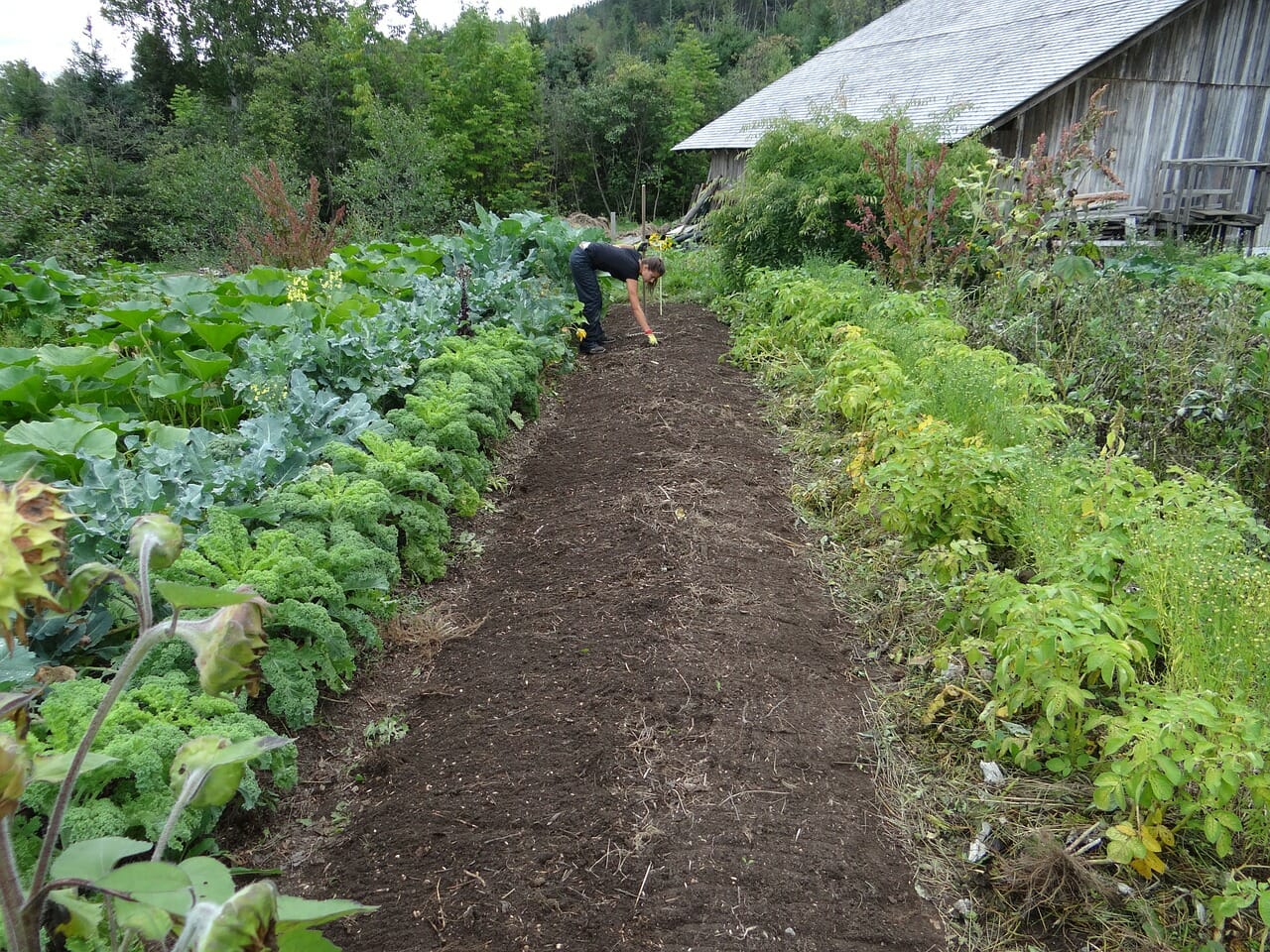 How To Prepare Awesome Soil For Your Vegetable Garden