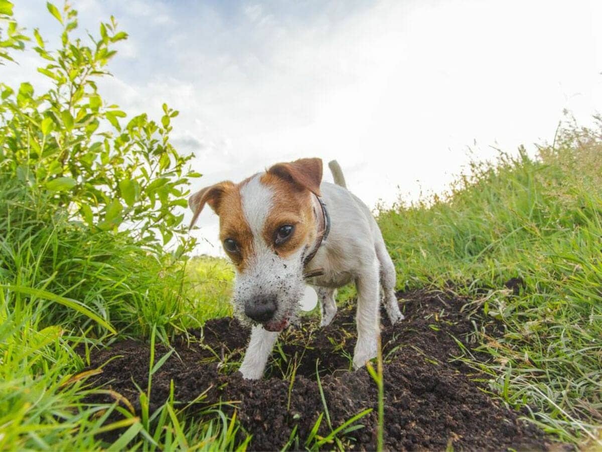 How To Stop Dog Digging In the Garden