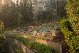 Steep slope garden with tiered wooden raised beds, native plants, large decorative boulders, and tall coniferous trees on a landscaped hillside
