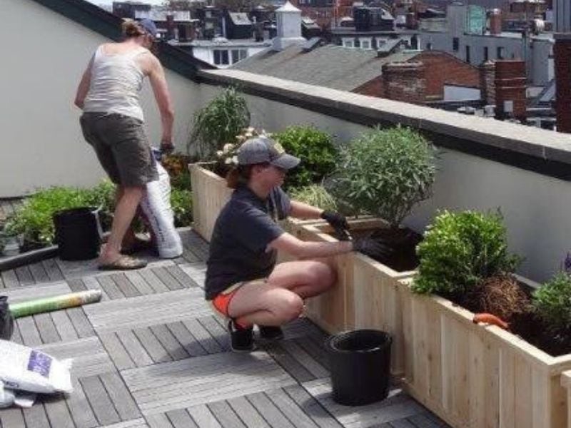 Plant Selection for Modern Terrace Gardens