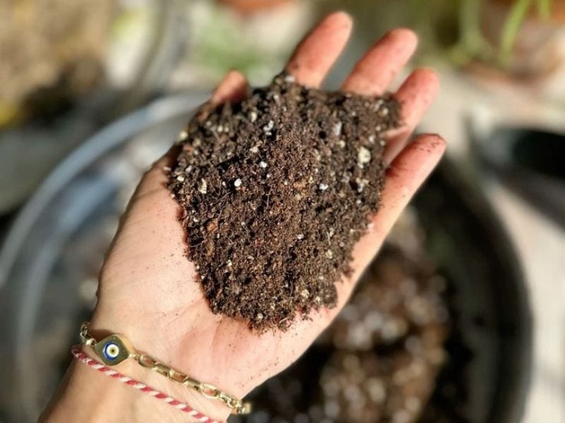 Prepare and Improve Your Soil