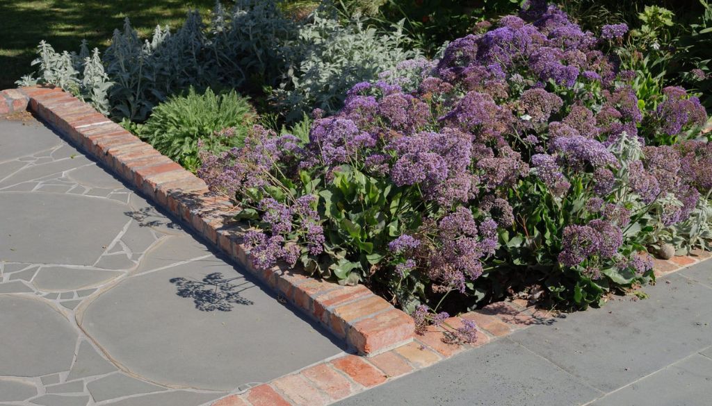 Best Plants for Windy Areas