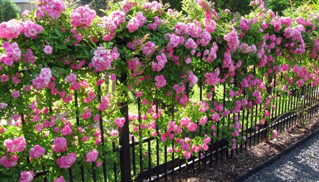 Choose the Right Fence Climber