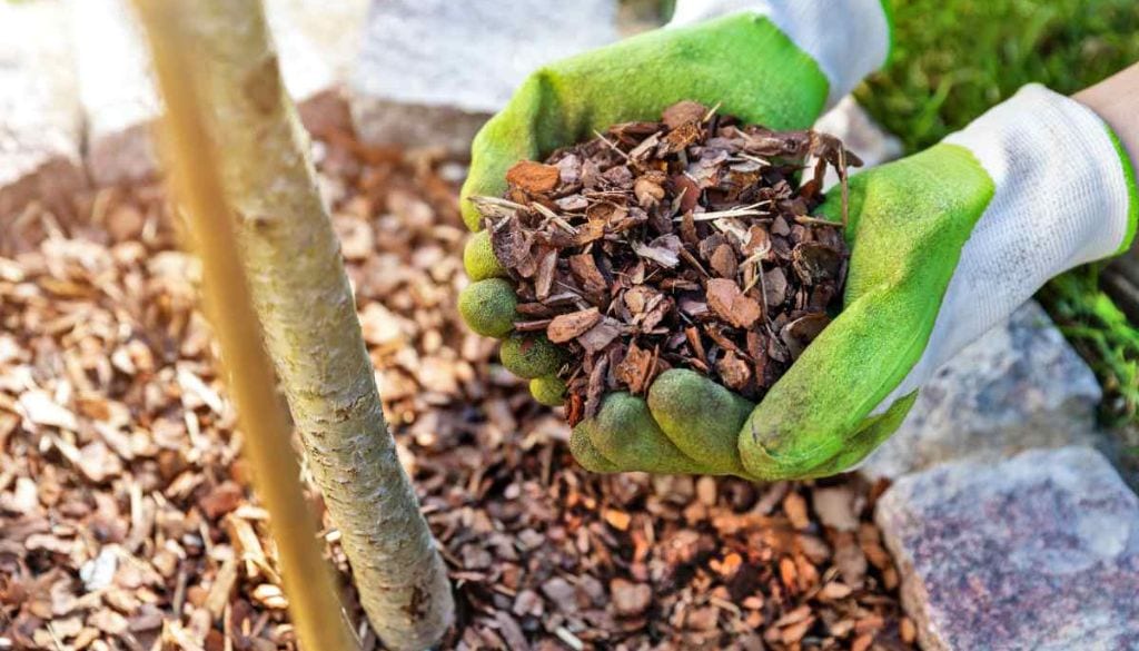 Feeding and Mulching Container Gardens