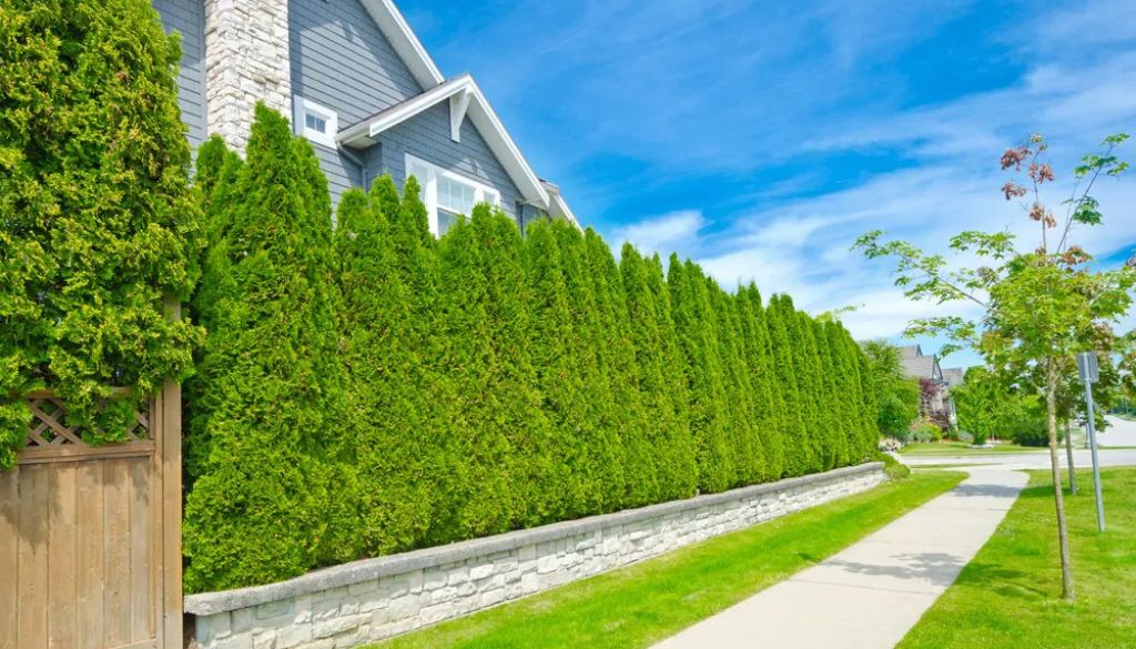 Good Plants for Privacy Screening