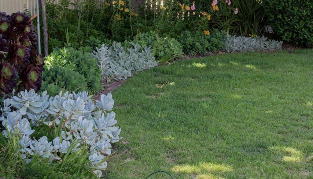 Ground Covers as Lawn Alternatives