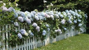 Perennial Climbing Plants for Fences