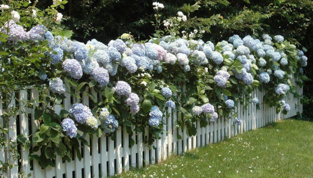 Perennial Climbing Plants for Fences