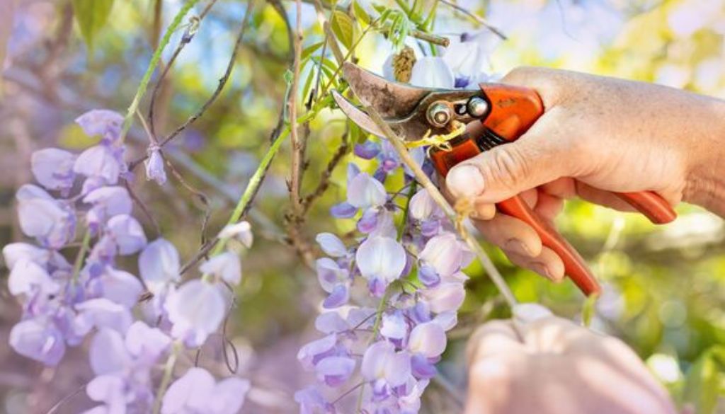 Pruning Wisteria