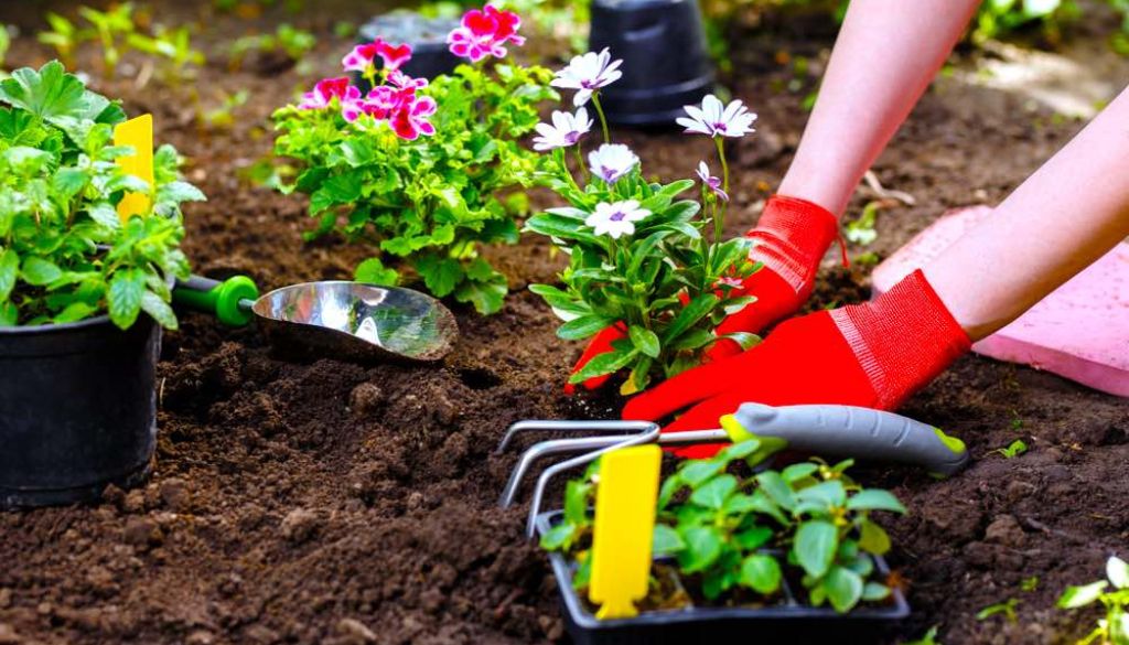 Tips for Growing Flowers