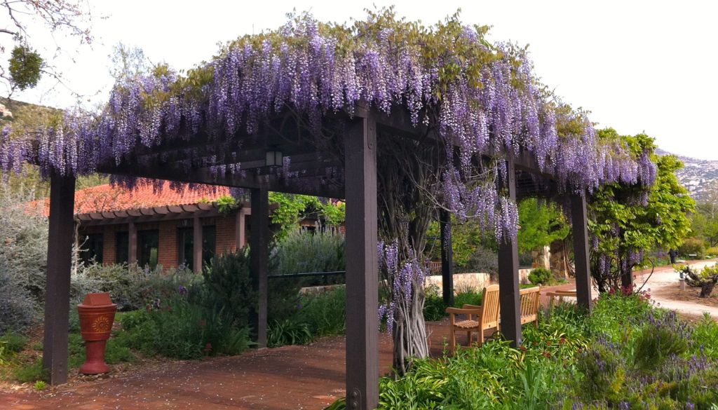 Wisteria in Pergolas