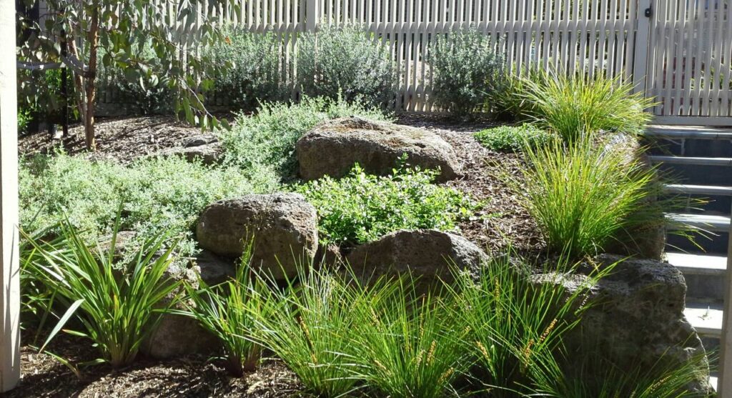 Drought-tolerant family garden in Camberwell with structural grasses and lawn alternatives.