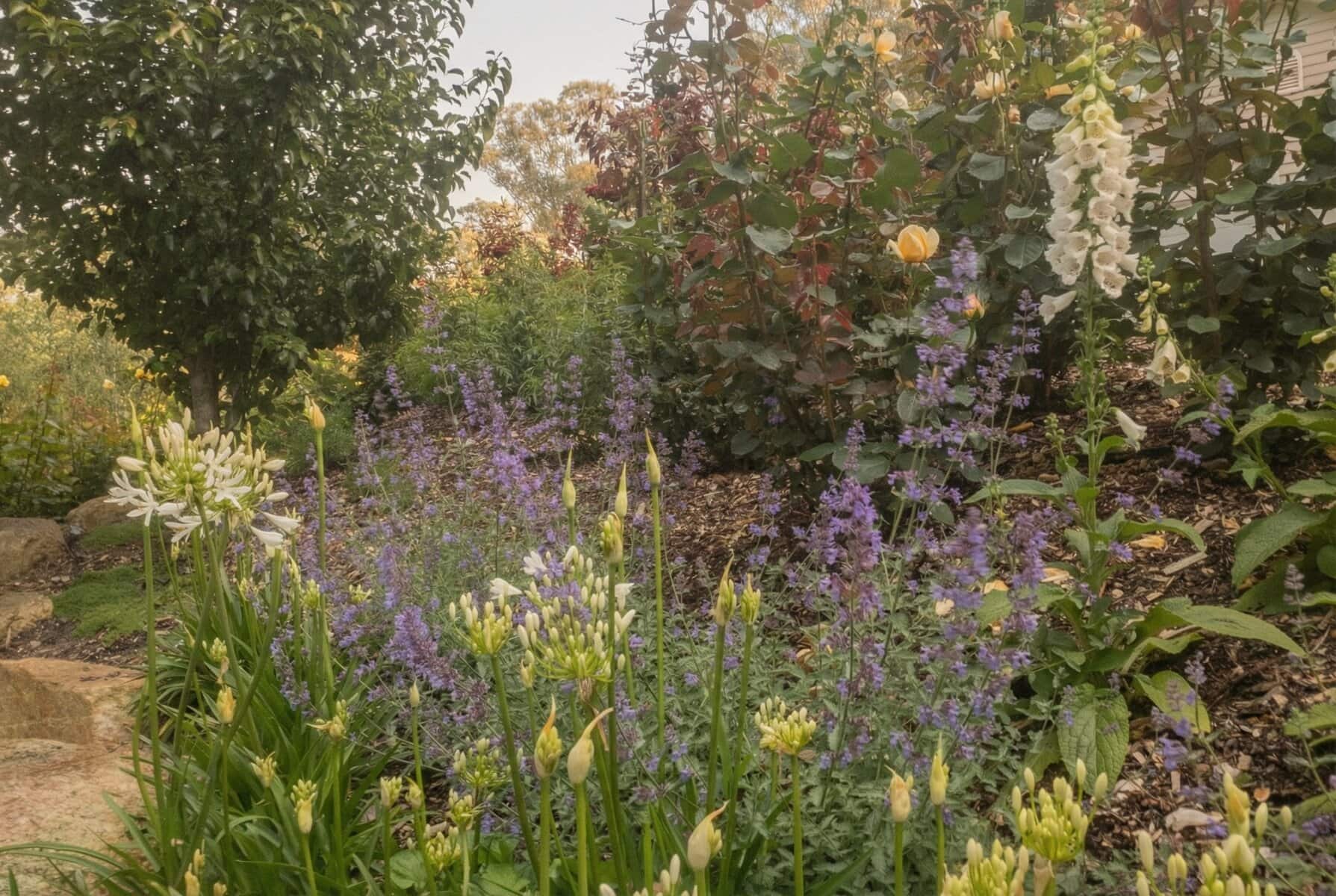 Drought-tolerant native garden in Kew with Westringia, Lomandra and structural ornamental grasses.
