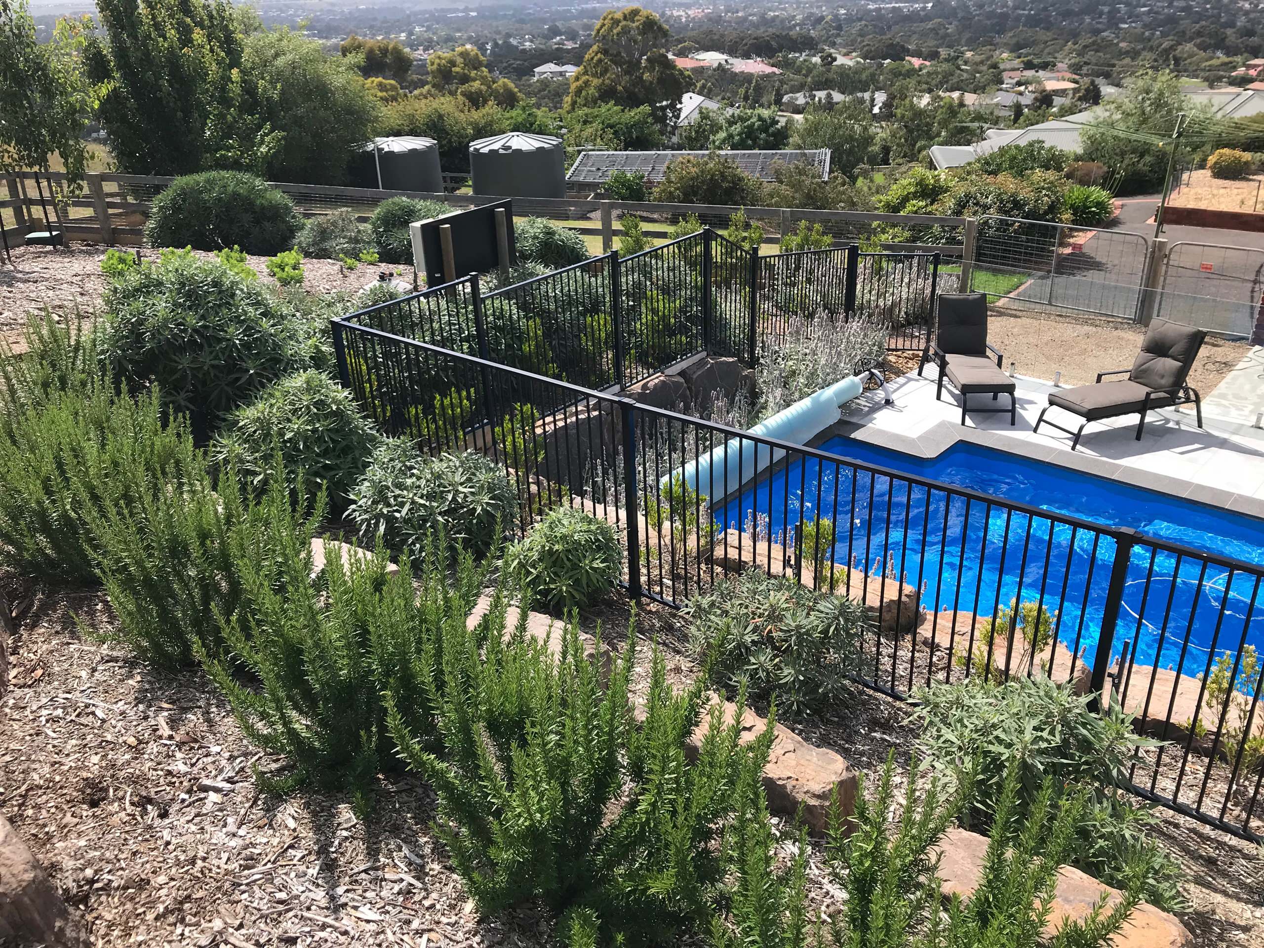 Pool landscaping in Kew with limestone coping, frameless glass and lush border planting.